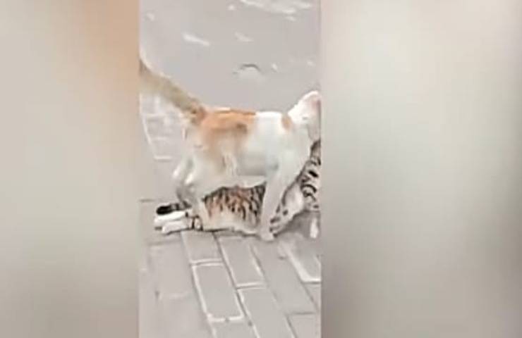 Il video di un gatto che tenta disperatamente di salvare il corpo del compagno colpisce il cuore di milioni di utenti in tutto il mondo.