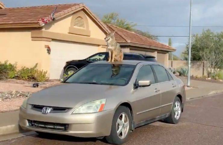 Esce di casa e trova un coyote sulla sua auto: il video fa il giro del web