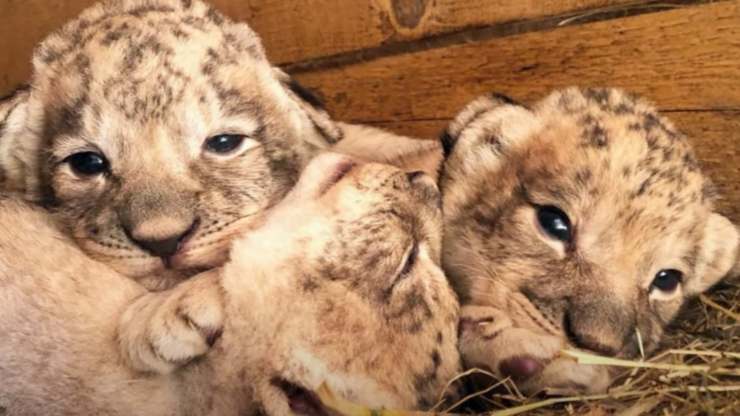 Abbandonati dalla mamma, due cuccioli di leone sono stati salvati da una cagnolina che li ha accolti come suoi figli: una storia commovente.