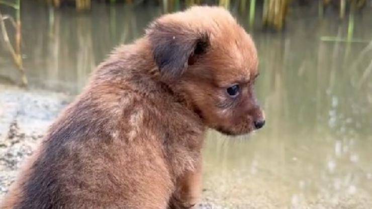 Un cucciolo di Norfolk Terrier stringe un legame speciale con una piccola carpa: tra bacini e coccole, il loro tenerissimo incontro è diventato virale su TikTok.