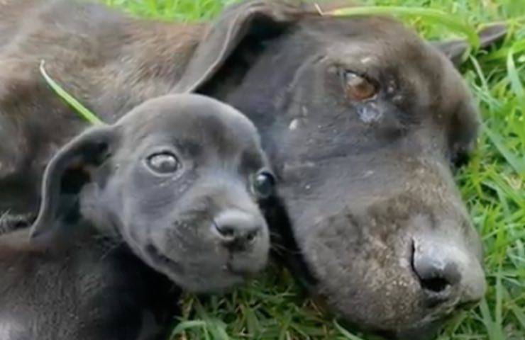 La storia di Paola, la mamma cane che piangeva perché non riusciva a sfamare i suoi cuccioli
