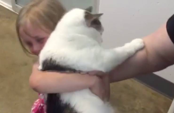 Gatto scomparso torna dopo anni: l’abbraccio con la padroncina è straziante