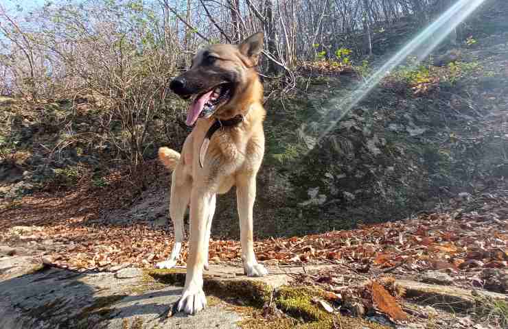 Coppia riceve una telefonata di notte: “Abbiamo trovato il vostro cane”, ma era uno scherzo per TikTok