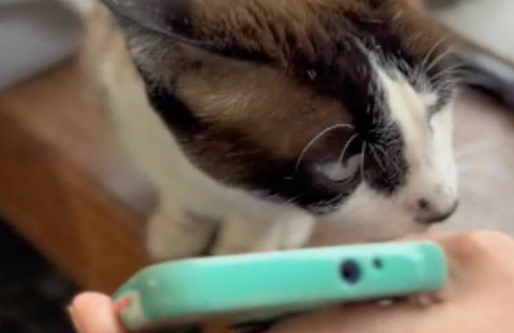 Una clip commovente mostra la gatta Meg ascoltare la voce del suo umano defunto: il suo struggente gesto ha commosso migliaia di utenti su TikTok.