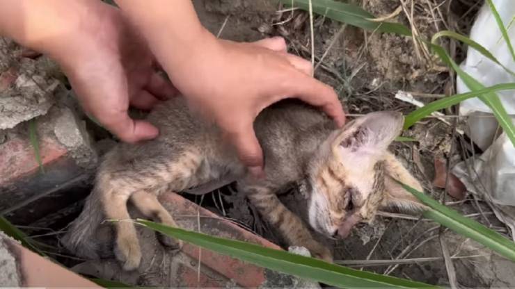 Un uomo si ferma per soccorrere un cucciolo agonizzante. Oggi quel gattino gioca felice grazie al gesto che gli ha cambiato la vita.