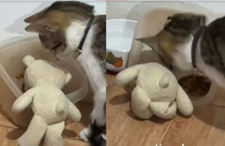 Pensa che il peluche abbia fame e gli serve la pappa: il gesto dolcissimo del micetto