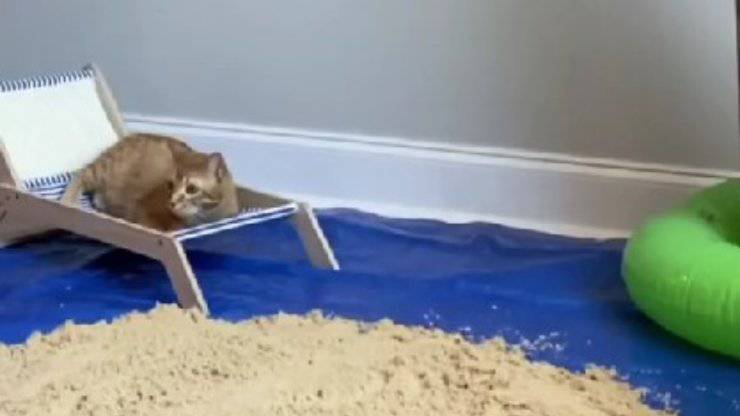 Un giovane trasforma una stanza in una spiaggia per il suo gatto Kurt: il video diventa virale e conquista milioni di utenti.