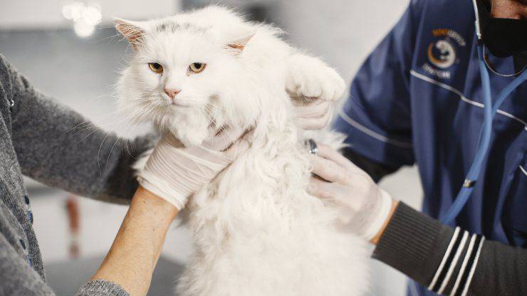 “L’ho affidato a loro, lo hanno perso”, affidano il gatto al veterinario, sparisce nel nulla