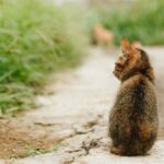 Escursionista ferito in montagna, un gatto lo accompagna verso la salvezza