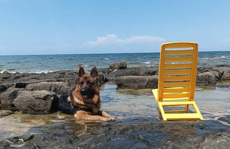 Si addormenta sul materassino e finisce al largo: il suo cane si tuffa e la salva