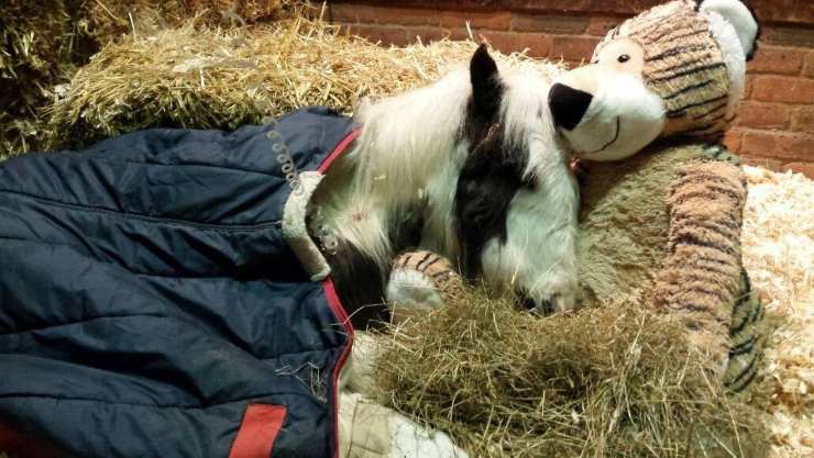 Era un puledro morente: ora è una leggenda del ring