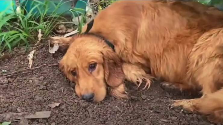 Hope, abbandonata e incinta, cerca un rifugio per i suoi cuccioli: salvata in extremis