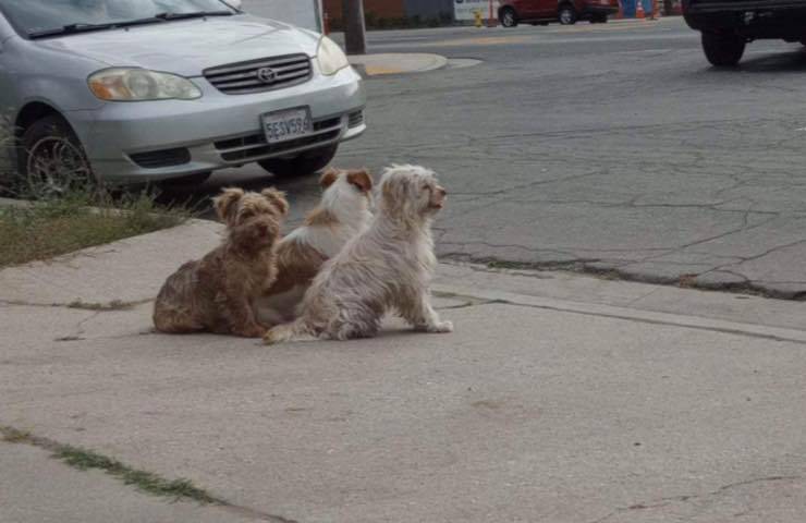 Tre cuccioli di Jack Russel Terrier sono stati lasciati da soli vicino a un parco. Per giorni si sono fatti forza l’un l’altro prima del salvataggio.