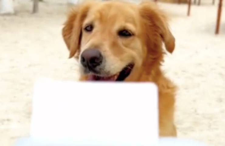 Il Golden Retriever Murph si presenta da solo a un matrimonio in spiaggia e conquista tutti: video virale da oltre 4 milioni di visualizzazioni su TikTok.