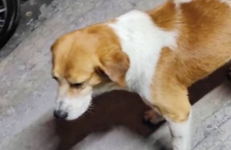 Da un anno si presenta davanti a un negozio, sempre da solo, con lo sguardo tenero di chi ha fame e cerca soltanto una carezza.