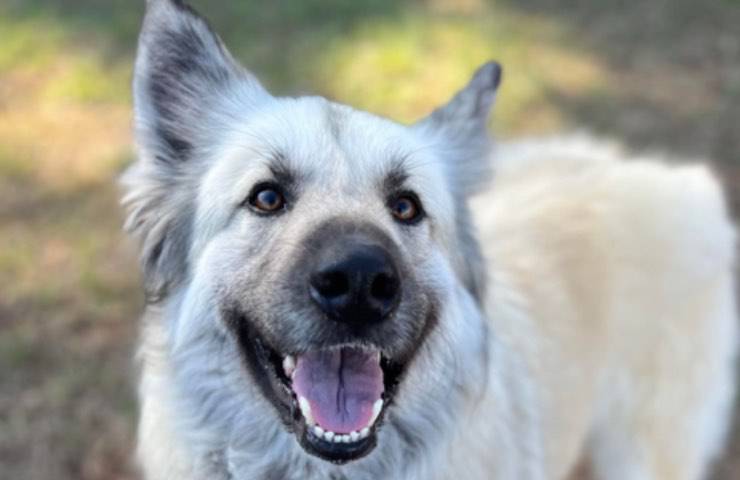 Una mamma senzatetto lascia il suo cane con un biglietto straziante: “Prendetevi cura di lui”. I volontari si mobilitano per ricongiungerli.