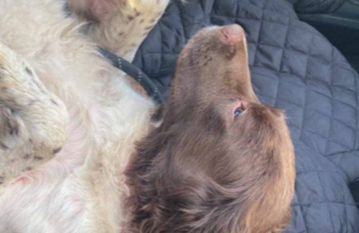 La padroncina di Maisie ha celebrato il funerale del suo cane credendolo morto, ma ventiquattro ore dopo ha scoperto che era ancora vivo.