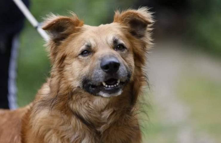 Il dolore di Teo, il cane che ha perso il suo papà umano ed è finito in canile