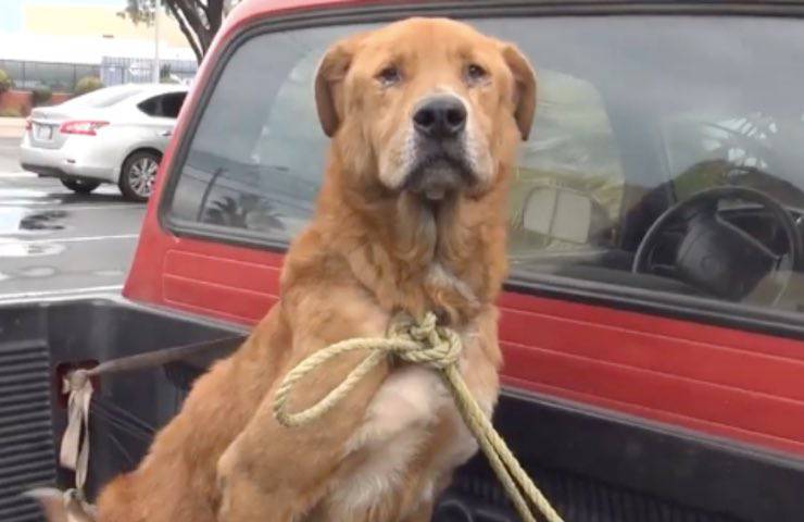 Legato a una corda e abbandonato in un parcheggio, un Golden Retriever piange disperato finché un passante non lo salva e gli cambia la vita.