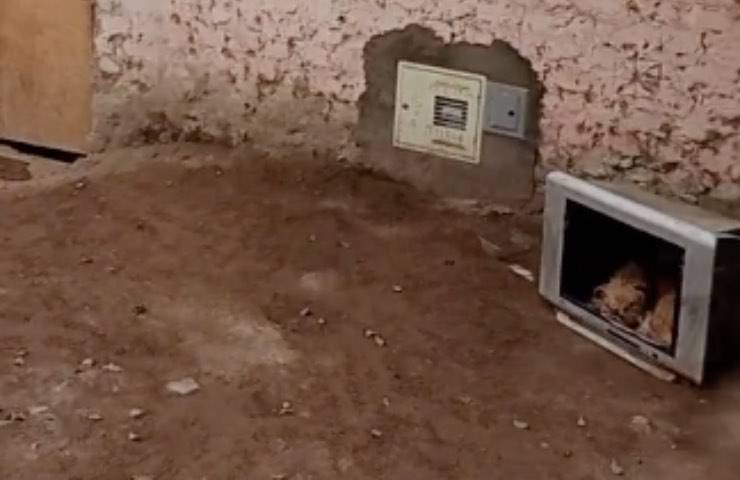 Dorme in una TV tra i rifiuti: la straziante storia del cucciolo abbandonato