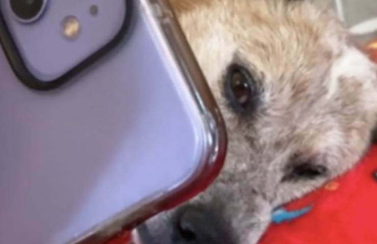 Un papà umano dice addio al suo cane in videochiamata: le sue parole d’amore e gratitudine toccano il cuore di milioni di utenti.
