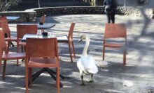 Un cigno si è aggirato tra i clienti del bar del Santuario del Lavello. Era ferito a un'ala. Ora è in cura al Cras e tornerà libero.