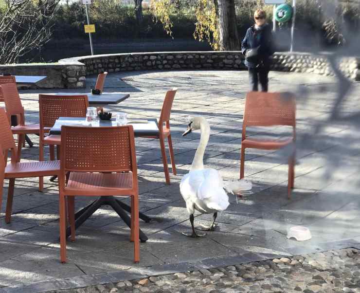 Un cigno si è aggirato tra i clienti del bar del Santuario del Lavello. Era ferito a un'ala. Ora è in cura al Cras e tornerà libero.