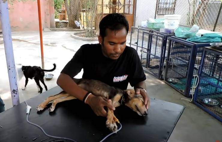 Trovato in fin di vita per strada, il cucciolo malato di cimurro si salva grazie a un passante