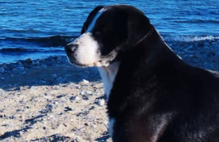 Era stato soprannominato Rutero e accolto da un campeggio. Ma il cane smarrito aveva una casa e una famiglia che lo cercava ovunque.