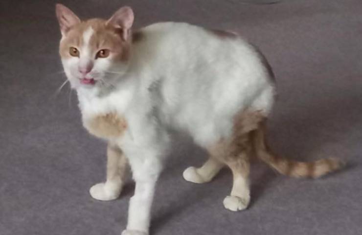Credeva che il suo gatto fosse morto, ma lo ritrova dopo un anno: “Non volevano restituirmelo”
