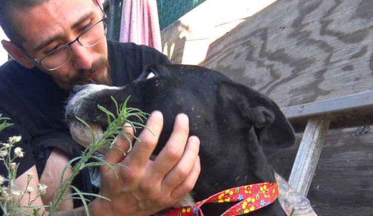 Addio tra le lacrime: lascia i suoi cani per salvarli, il gesto più difficile per amore