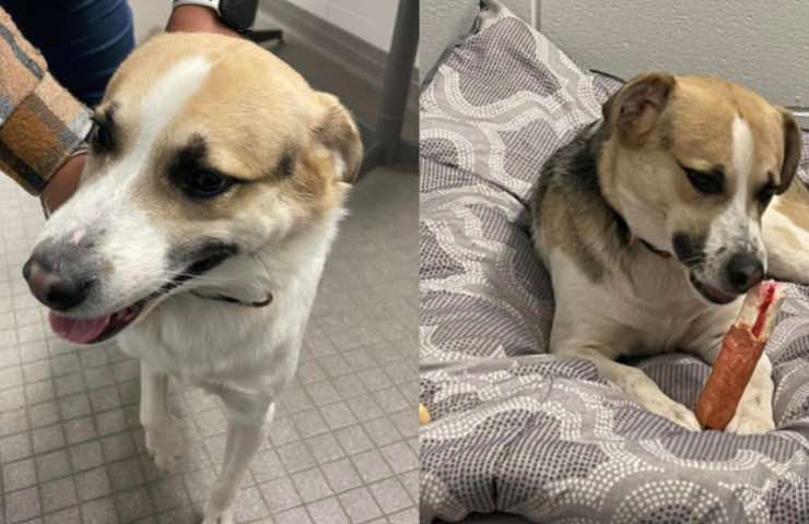 Lascia il cane con un biglietto al fast food: “Non potevo fare di più”