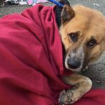 Cane abbandonato al cancello con una lettera, Toby ritrova fiducia e casa