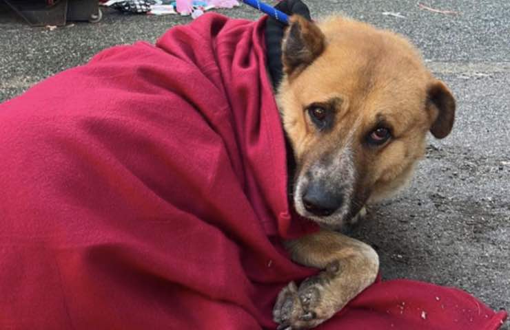 Abbandonato davanti a un supermercato: cane salvato da un passante dal cuore grande