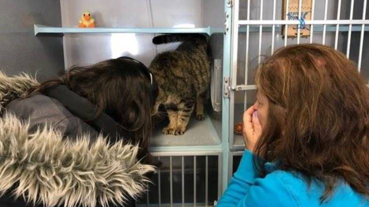 Il gatto Jimmy era scomparso nel nulla. Dopo 30 mesi e migliaia di visualizzazioni su Facebook, l’incontro con la sua famiglia ha fatto commuovere il web.