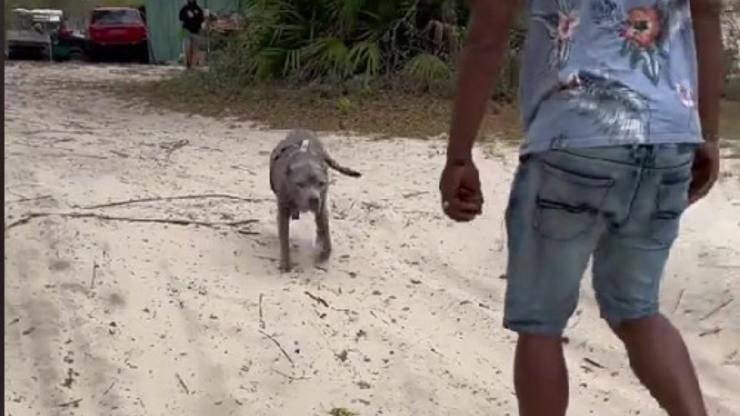Costretto a separarsi dal suo cane, lo ritrova 10 anni dopo: Smokey corre da lui, e l’incontro scioglie il cuore di milioni di utenti.