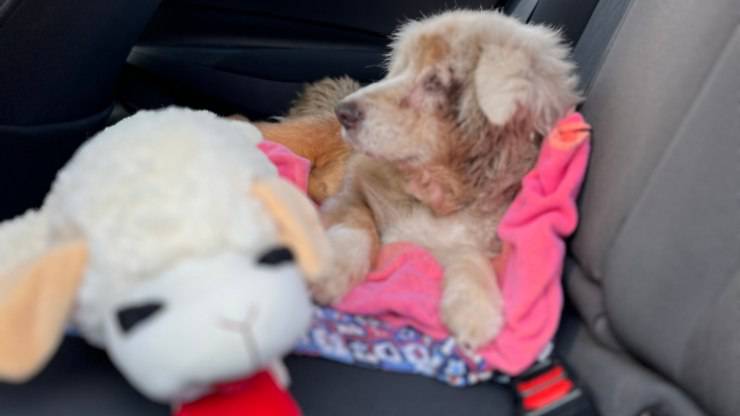 “Il suo cuore si ricordava ancora”: cane ritrovato dopo 7 anni di silenzio