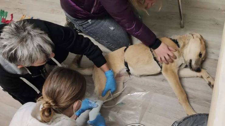 Trovata in un campo con una grave ferita, Julia si è salvata per miracolo. Ora cerca una protesi e una famiglia disposta ad amarla.