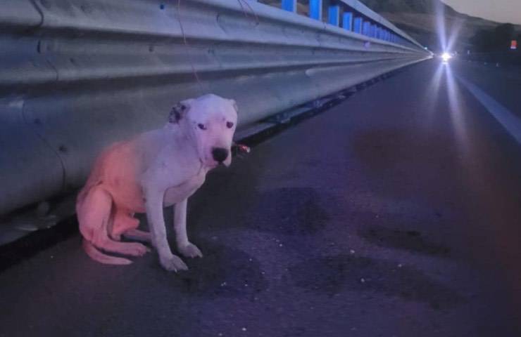 L’Amstaff trovato legato al guard rail in Sicilia, ricoperto di mosche e scheletrico: salvato in extremis, ora è al sicuro grazie ai volontari.
