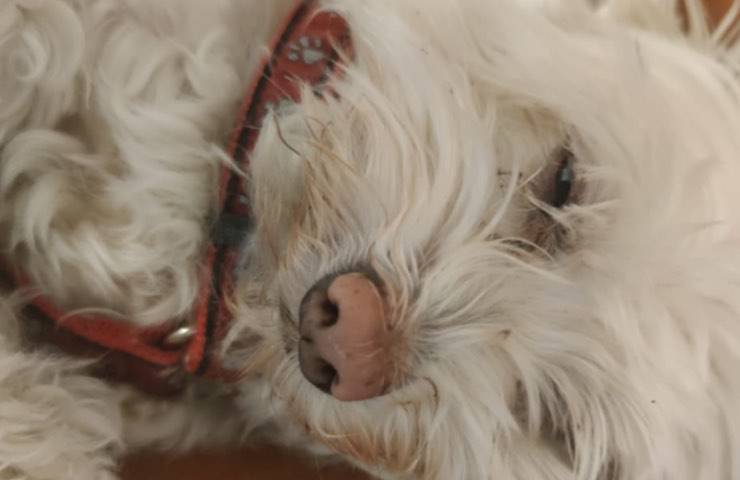 Allegra non ce l’ha fatta: la cagnolina scomparsa trovata senza vita