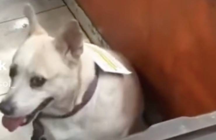 “Non sono incinta, sono solo grassa”: il cartello sulla cagnolina commuove tutti