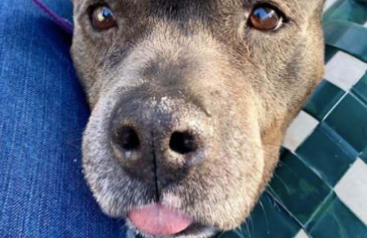 Sasha, la Pitbull dimenticata per anni in un box: ora ha una casa e un compagno a quattro zampe