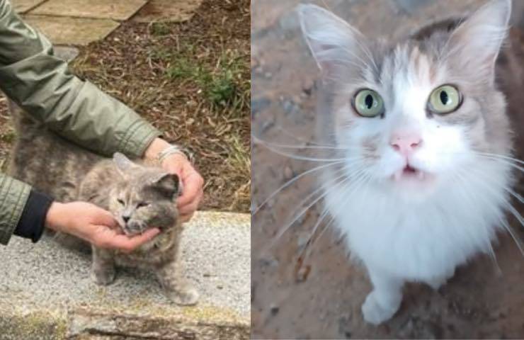 Dopo la perdita della sua gatta Maddy, salva un’altra micia abbandonata