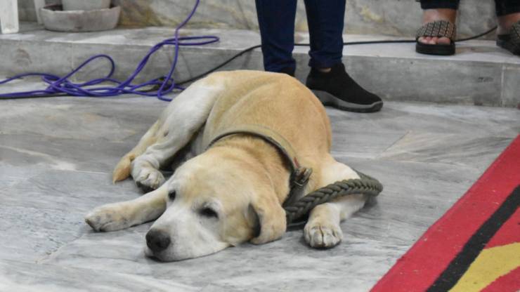 Il Labrador non lascia il suo proprietario nemmeno dopo la morte: la toccante scena ha fatto il giro del web, simbolo di amore e fedeltà.