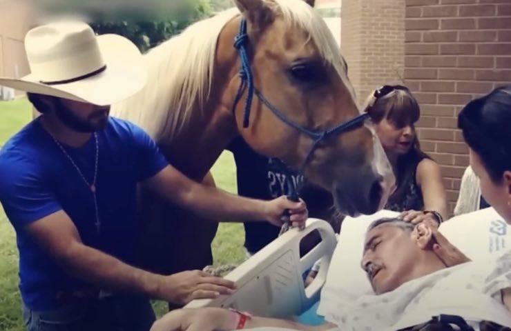 “Non andare”: il cavallo poggia il muso sull’amico morente