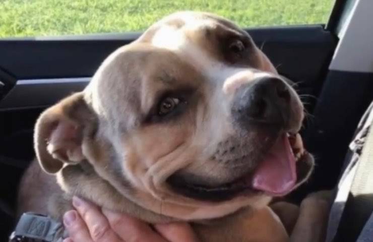 Ollie, il Pitbull eroe: salva la sua padroncina dalle fiamme e muore tra le macerie della casa