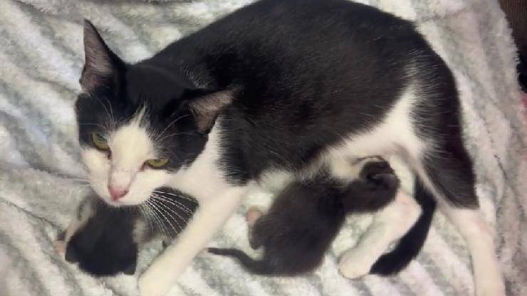 Gattini in pericolo accolti da una mamma dal cuore immenso