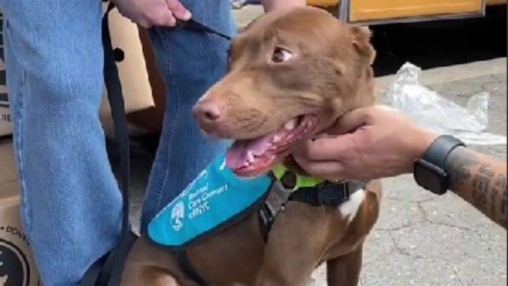Perdono la loro cagnolina durante una vacanza, la ritrovano mesi dopo a un evento per adozioni