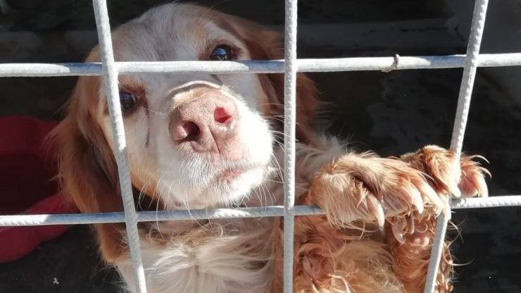 Peter, il cane anziano che soffre la solitudine: “Merita una casa, non una gabbia”