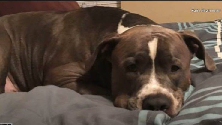 Dopo la morte della sua umana Tina, il pitbull Leo viene adottato dalla sua amica Katie: la storia emoziona il web